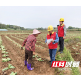 国网桂阳县供电公司：电力护航烟苗旺  守护乡村“致富田”
