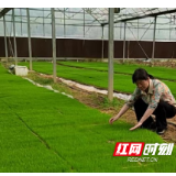 嘉禾县多措并举筑牢春耕病虫害“防护网”