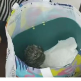 汝城四岁萌娃救助国家二级保护动物