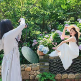 宜章莽山燕子岩景区：绣球烂漫满山间 花海嫣然引客来