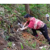 宜章县：林下种灵芝  遍地绿生“金”