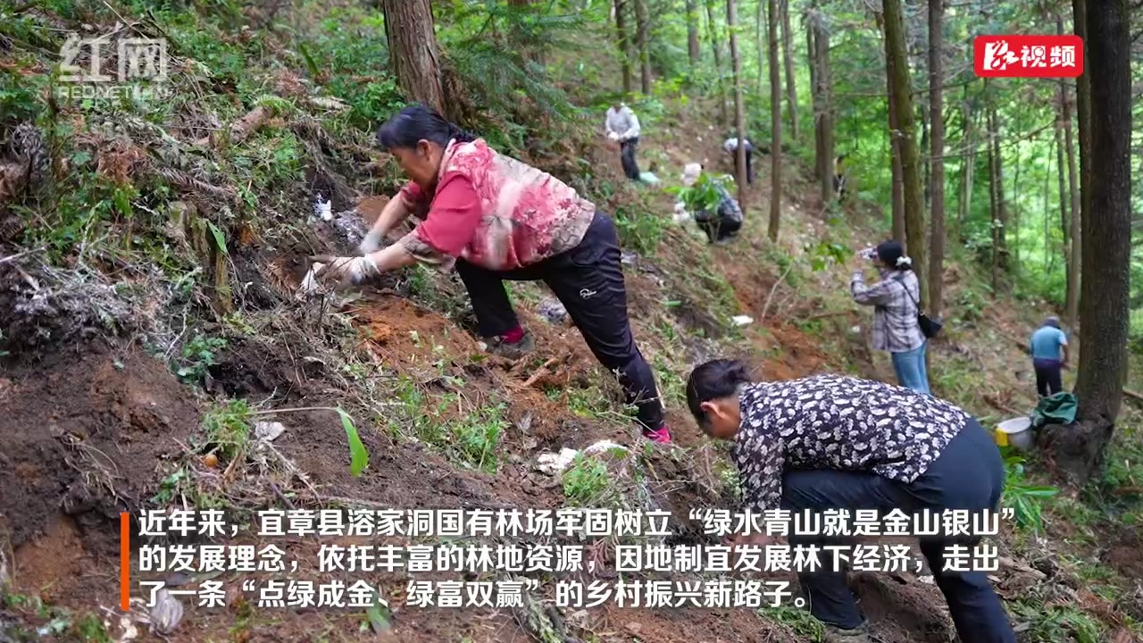 宜章县：林下种灵芝 遍地绿生“金”
