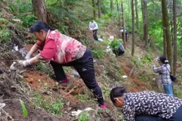 宜章县：林下种灵芝  遍地绿生“金”