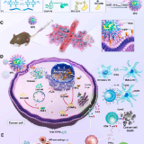 湘南学院附属医院团队开发新型纳米颗粒 突破晚期鼻咽癌治疗瓶颈