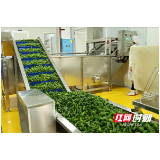桂东县：延链提质深加工 高山蔬菜拓新路