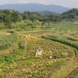 临武县南强镇：百合花的新“钱”景