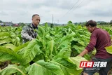 嘉禾县普满乡全力守护群众“金色产业”