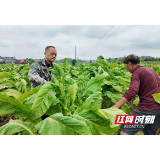 嘉禾县普满乡全力守护群众“金色产业”