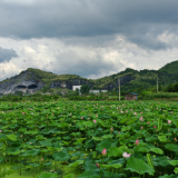 汝城县：志愿红守护荷塘美 好环境催生文旅热