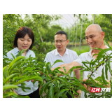 邮储银行深耕三夏赋能特色林果产业兴旺