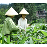 桂东县桥头乡：百年茶香 “粽”出新味