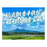 稻浪飘香丰收忙 秸秆巧用变宝藏