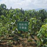 桂阳县：油桐项目斩获全省一等奖 科创赋能共“桐”富裕