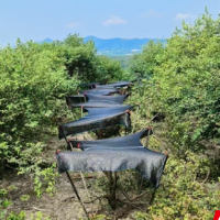 永兴县:良种换冠焕新林 油茶产业提质效