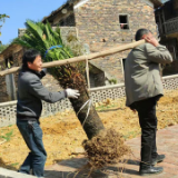 临武县：探索“村企联姻”助力产业兴旺新路径