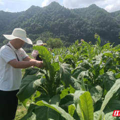 永定区:市场监管群策力 乡村振兴添活力