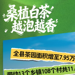 桑植县“十四五”系列报道 | 桑植白茶越泡越香