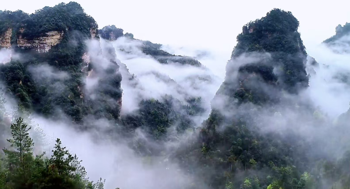 张家界十里画廊：雨后峰林焕新颜 游人沉醉绿野仙踪