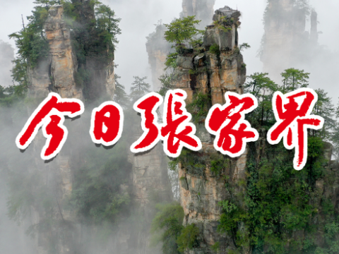 权威窗口，指尖触达！《今日张家界》官方公众号起航