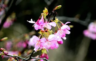 阳春三月绿满镜