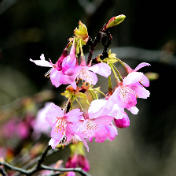 阳春三月绿满镜