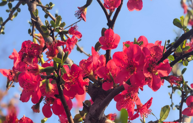 组图｜嫣红映蓝天！张家界的春天如约而至