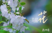 央视《花开中国》重磅开播！宝峰湖，藏着武陵源最雅致的马银花