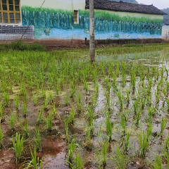 桑植县东旺坪村:静待粮田丰产时