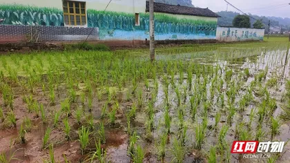 桑植县东旺坪村：静待粮田丰产时