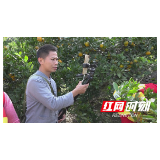 慈利县“公益助农 柑橘带货”专场线上线下销售柑橘17.5吨