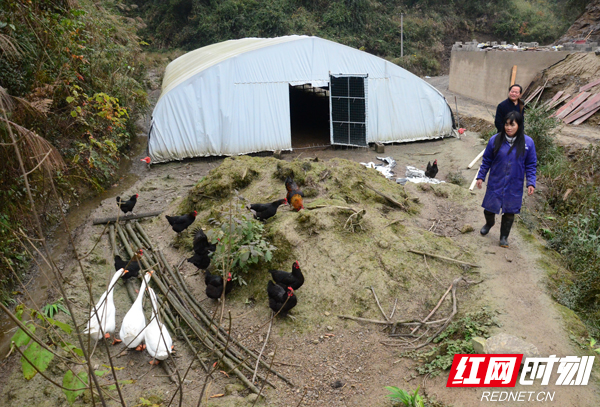 阳光致富典型|残疾人“猪倌”陈桂英的致富路