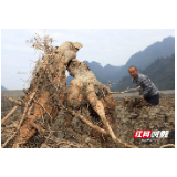张家界武陵源：菜葛冬收忙
