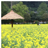 张家界黄龙洞景区生态广场：绿染花香春色艳