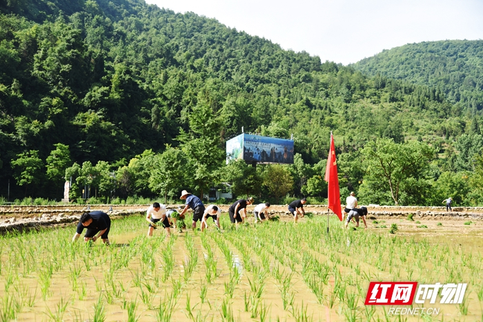 武陵源区黄龙洞投资股份有限公司党支部把党旗插到田间地头