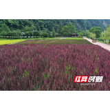 张家界黄龙洞景区：生态稻田 绿意铺展美如画