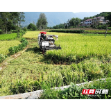 慈利县东岳观镇:水稻喜丰收 农民秋收忙