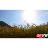 慈利县龙潭河镇:金秋龙潭河冬糯谷喜获丰收