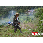 种莓茶才是咱们老百姓的好出路——天门郡莓茶茶农刘纪存观《江山如此多娇》电视剧有感