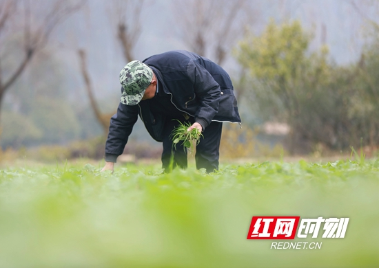 张家界黄龙洞景区：小寒将至农事忙（组图）