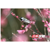 【新春走基层】张家界国家森林公园黄石寨：新春梅花俏  （组图）