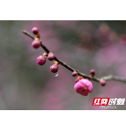 花在景中游！武陵源山花烂漫迎客来（组图）