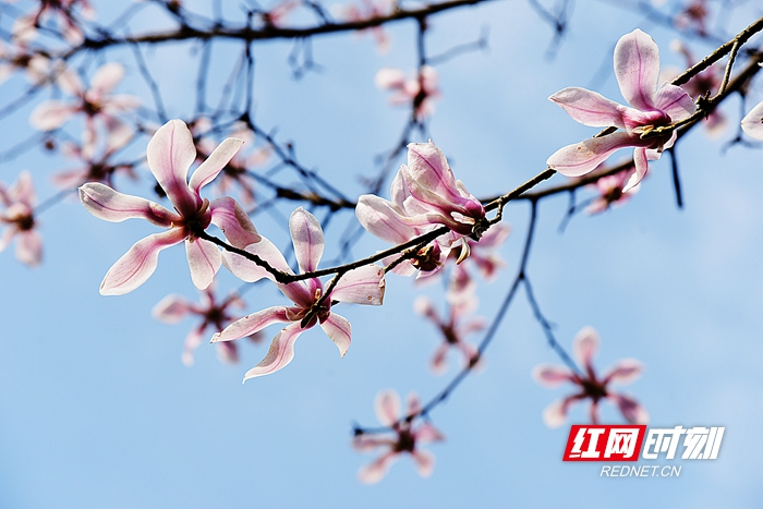 张家界黄龙洞景区：春暖花开 烂漫春光引客来