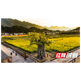 桑植县：油菜花开春意浓  踏青赏花正当时