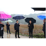 祝云武深入张家界莓茶生产重点乡镇调研莓茶产业发展