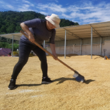张家界市桑植县合群村：产业扶贫“造血”富民