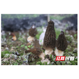 桑植县瑞塔铺镇老岩桥村的羊肚菌新鲜出“棚”