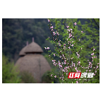 张家界黄龙洞景区：春光四溢 色彩斑斓（组图 ）