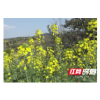 慈利县：不负好春光 踏青赏花正当时