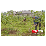 张家界市舒家坪村发展藤椒种植 昔日荒山变“金山”