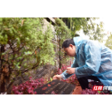 张家界市委宣传部机关开展“我为烈士墓碑描红”活动